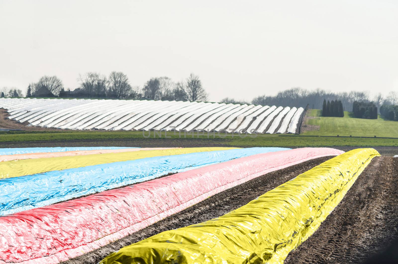 Long asparagus beds with different colored plastic film covered in the spring season.