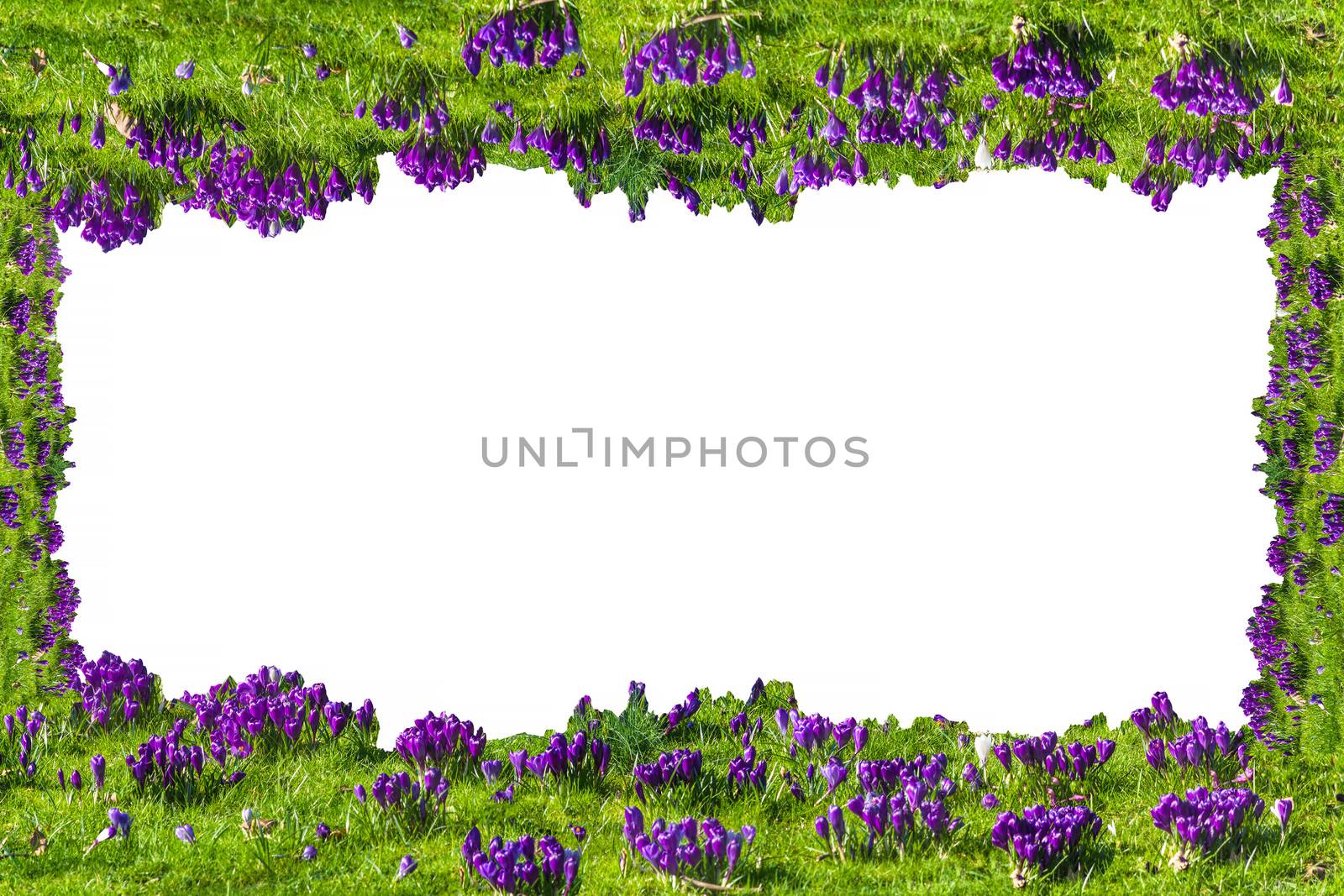 Beautiful frame with flowers, crocuses on white background.