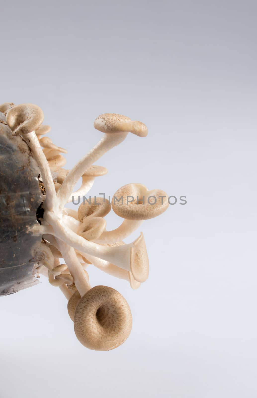 Mushroom white background,Lentinus squarrosulus Mont