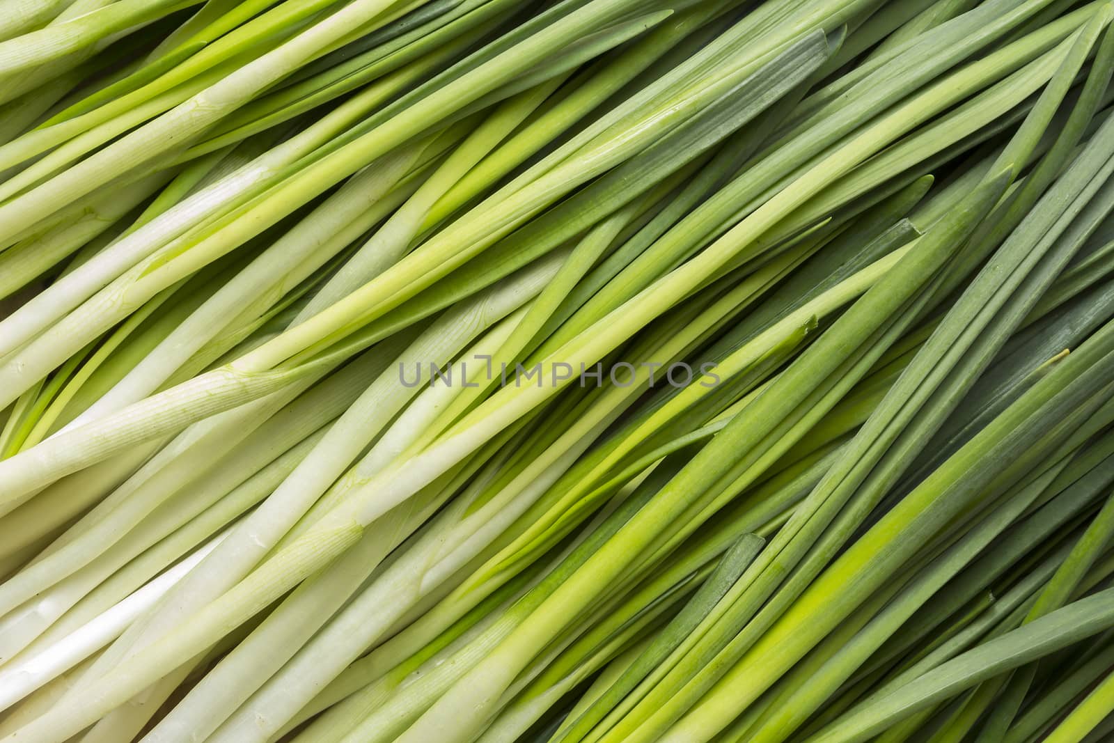 Leaves of onion closeup with water drops
