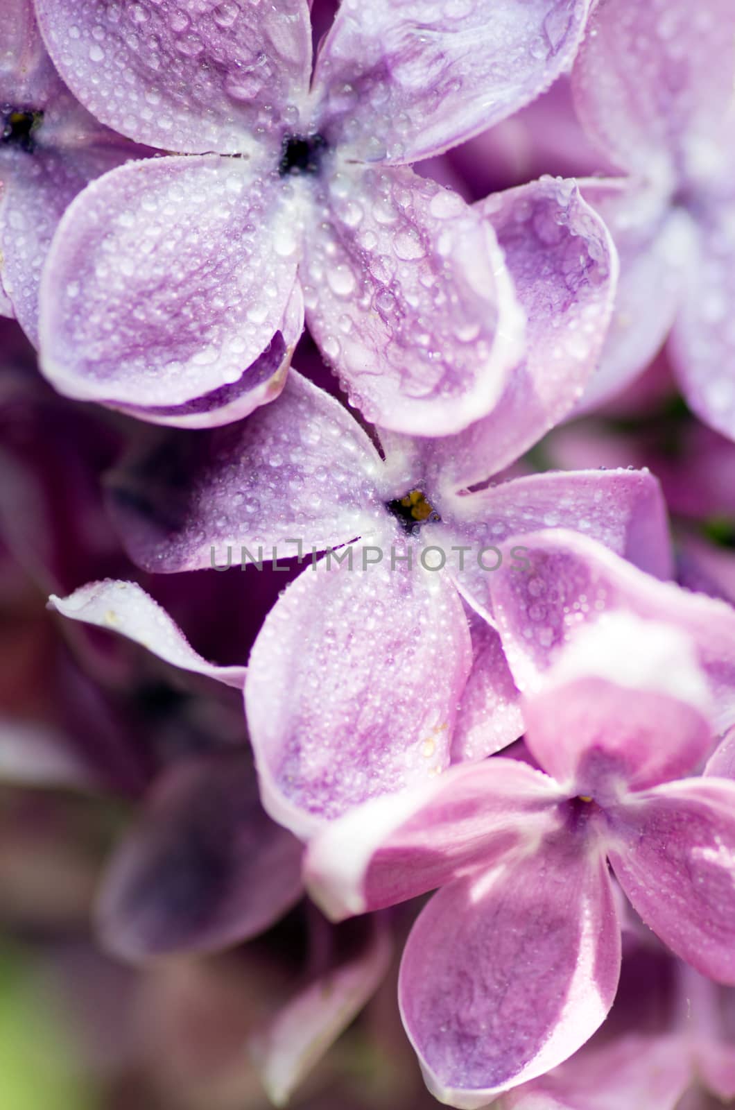 Blooming lilac flowers. Abstract background. Macro photo.  by dolnikow