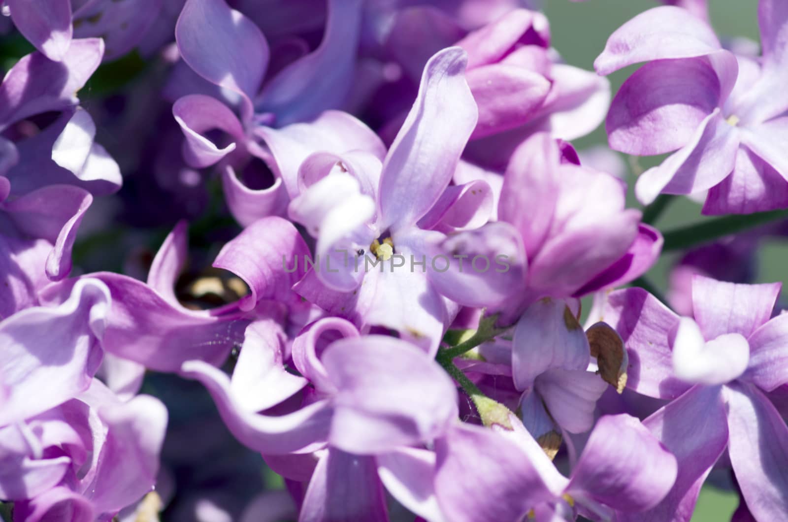 Blooming lilac flowers. Abstract background. Macro photo. 