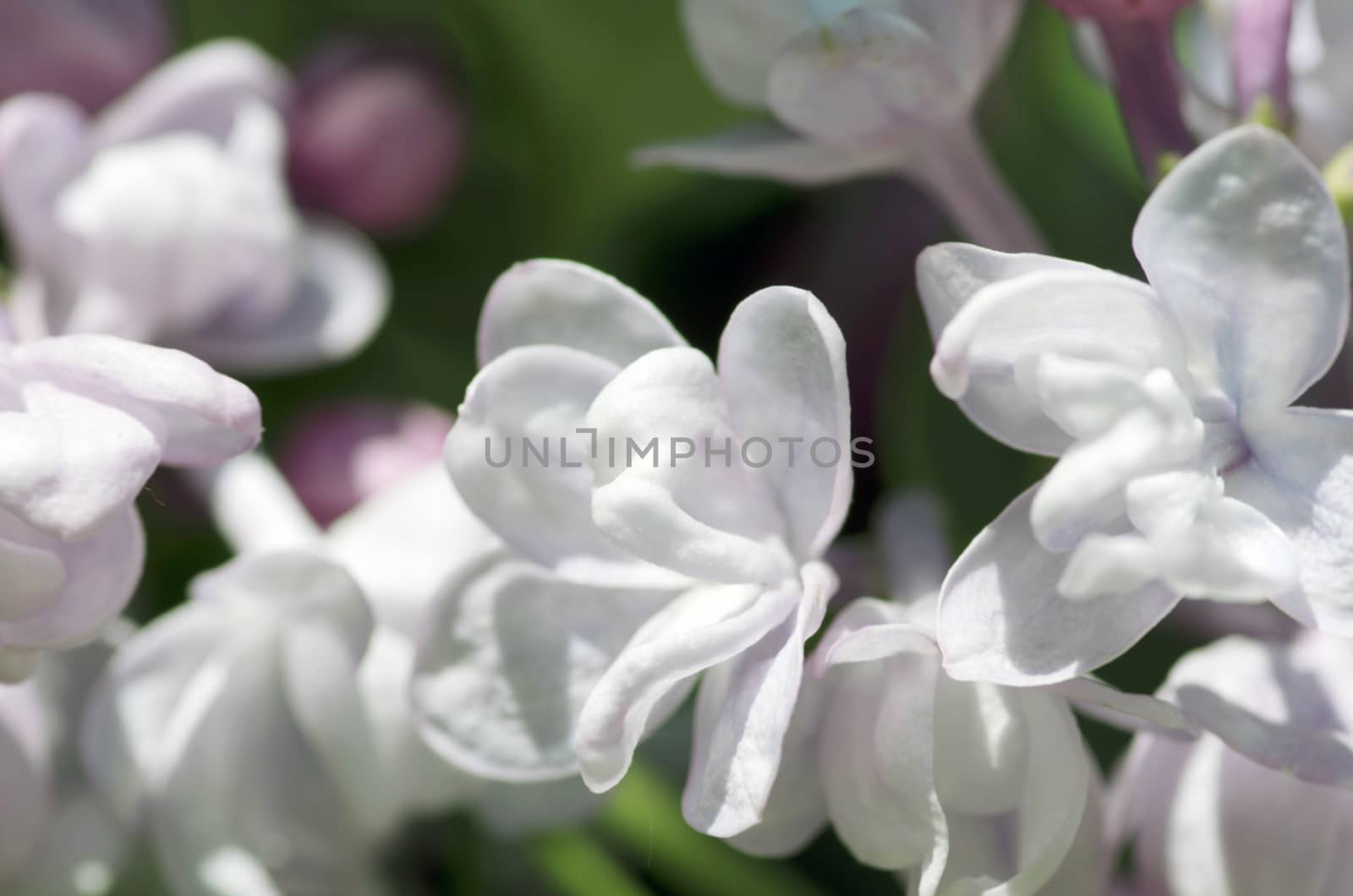 Blooming lilac flowers. Abstract background. Macro photo.  by dolnikow