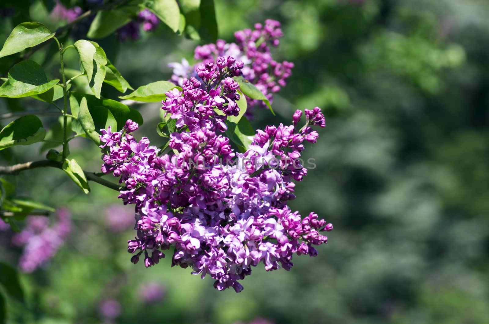 Blooming lilac flowers over natural background. 