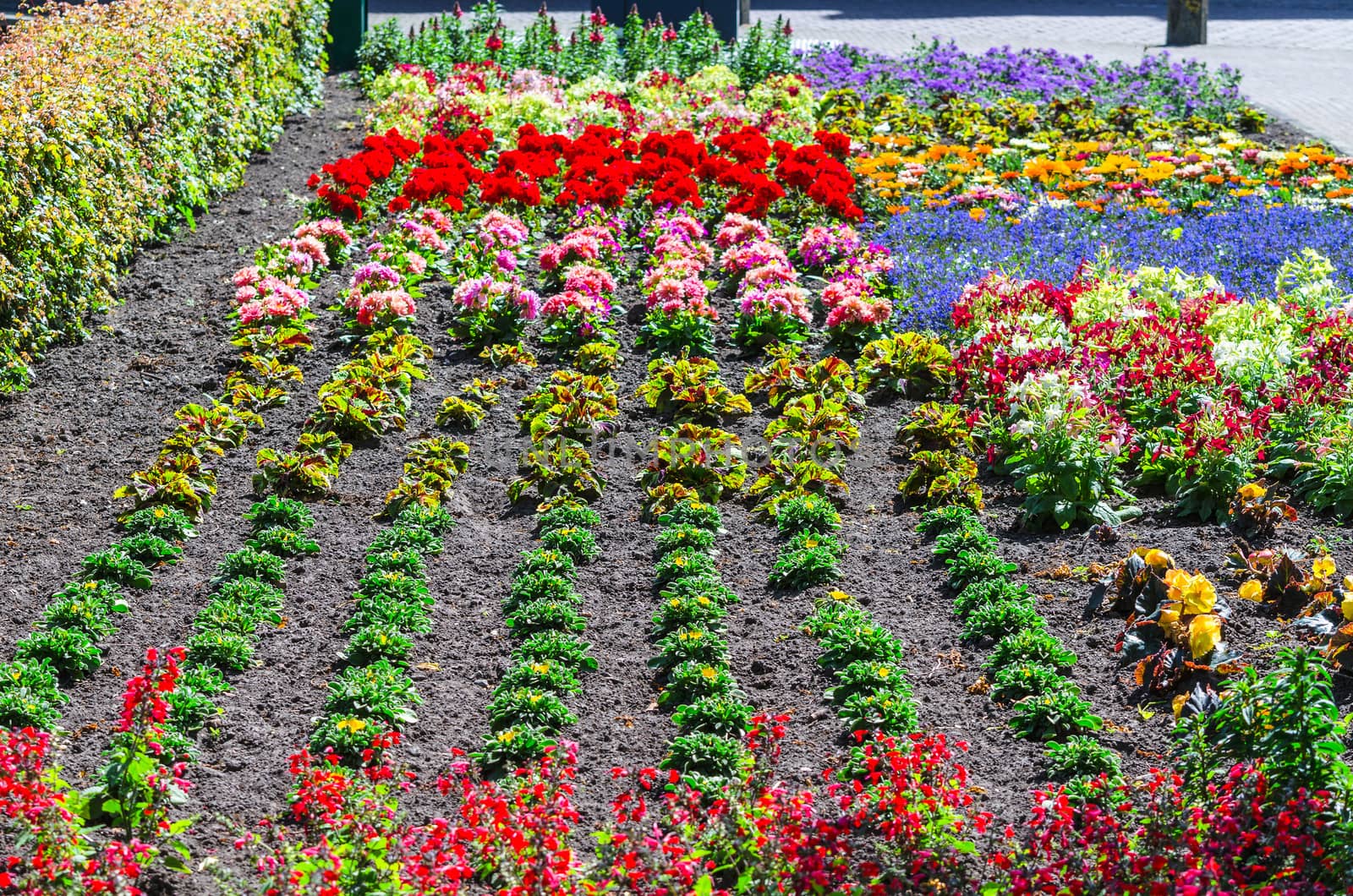 Colorful colorful flower bed    by JFsPic