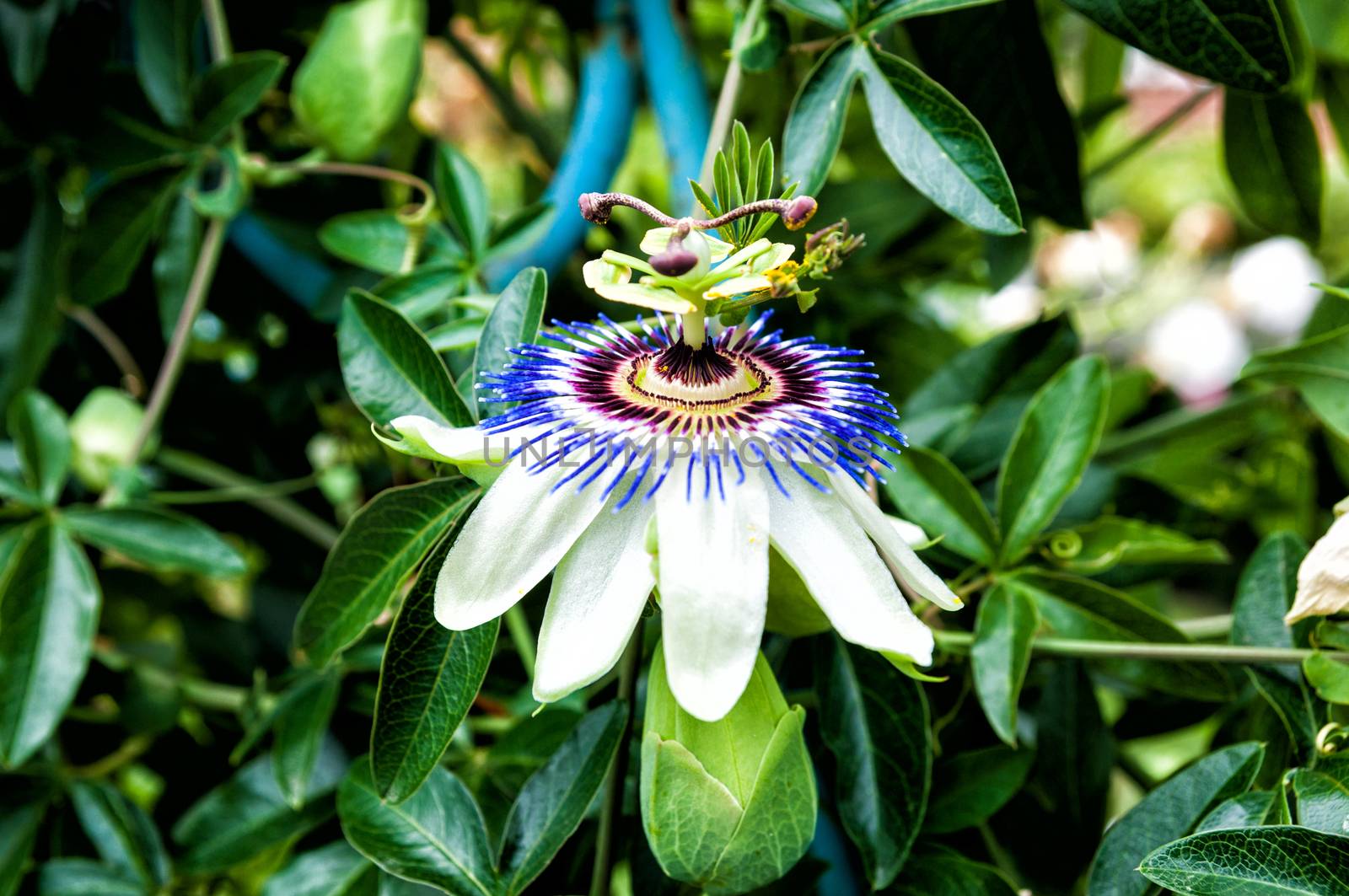 Passiflora flower, beautifull decoration