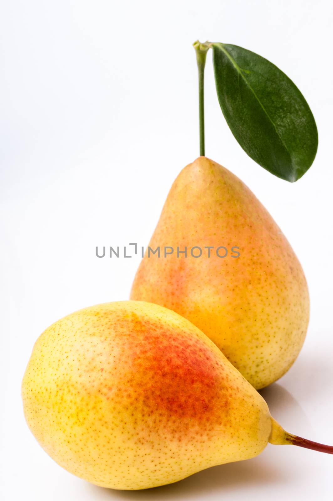Two yellow pears isolated on white background