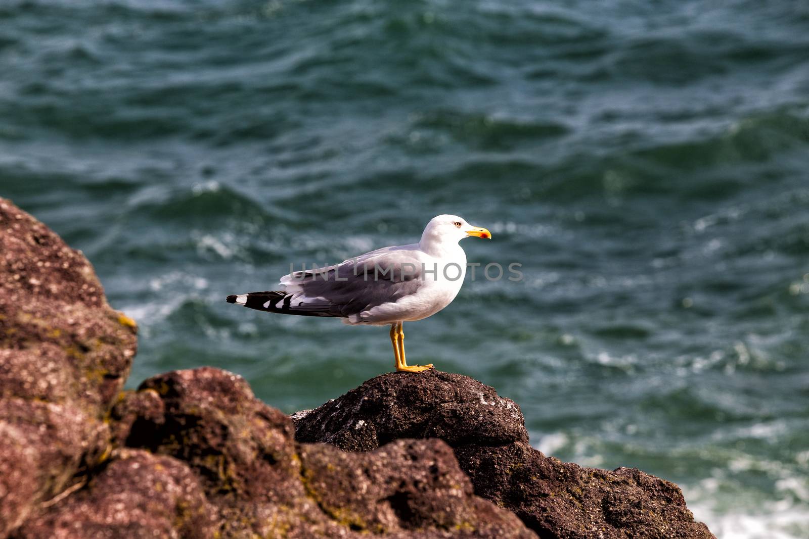 Alone seagull perched on a rock by mitakag