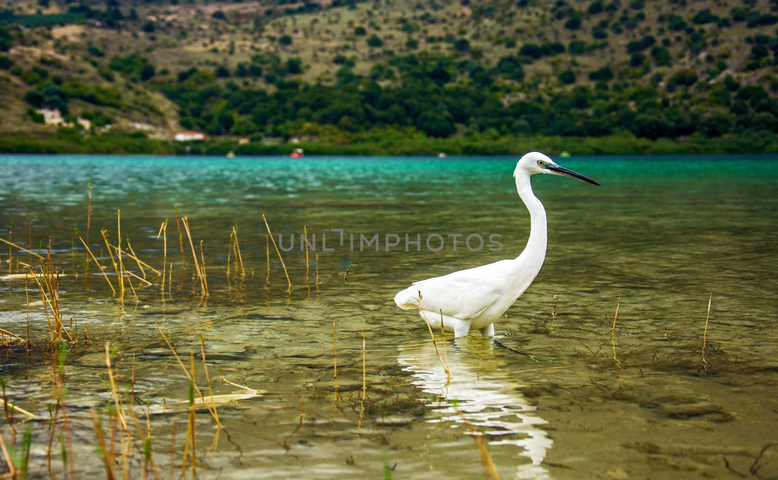 White heron in flight by Grommik