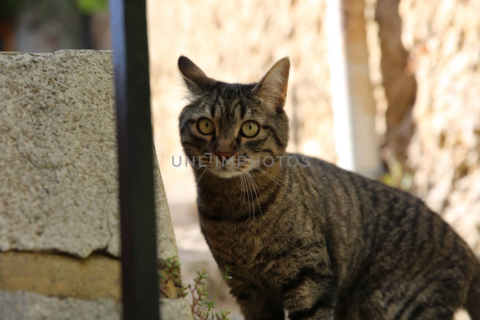 Portrait of a Beautiful Cat in Roquebrune-Cap-Marton in France