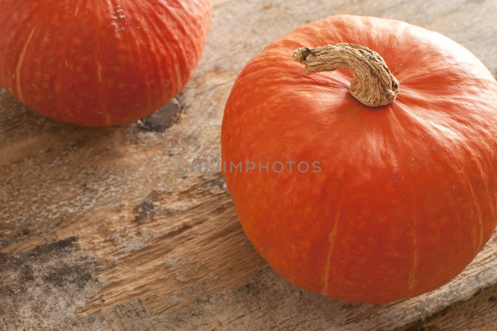 Top down view on two orange pumpkins with dried up stem over old weathered wooden table