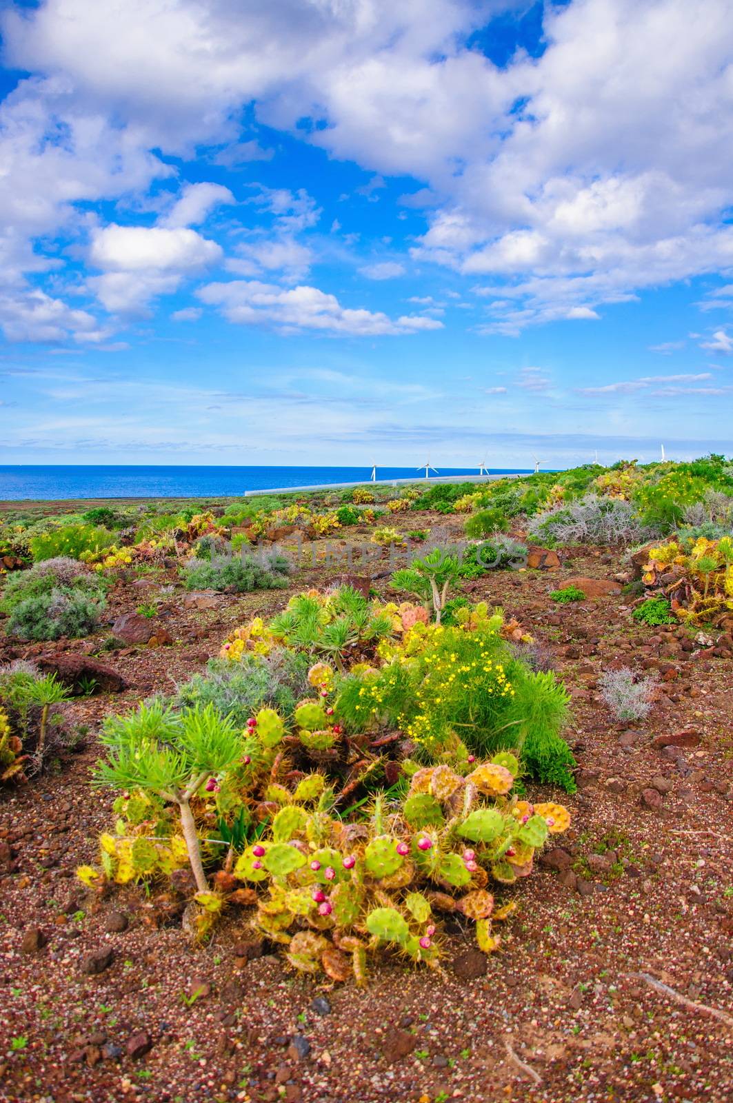 Brightful cactuses in Tenerife, Canary Islands. by Eagle2308