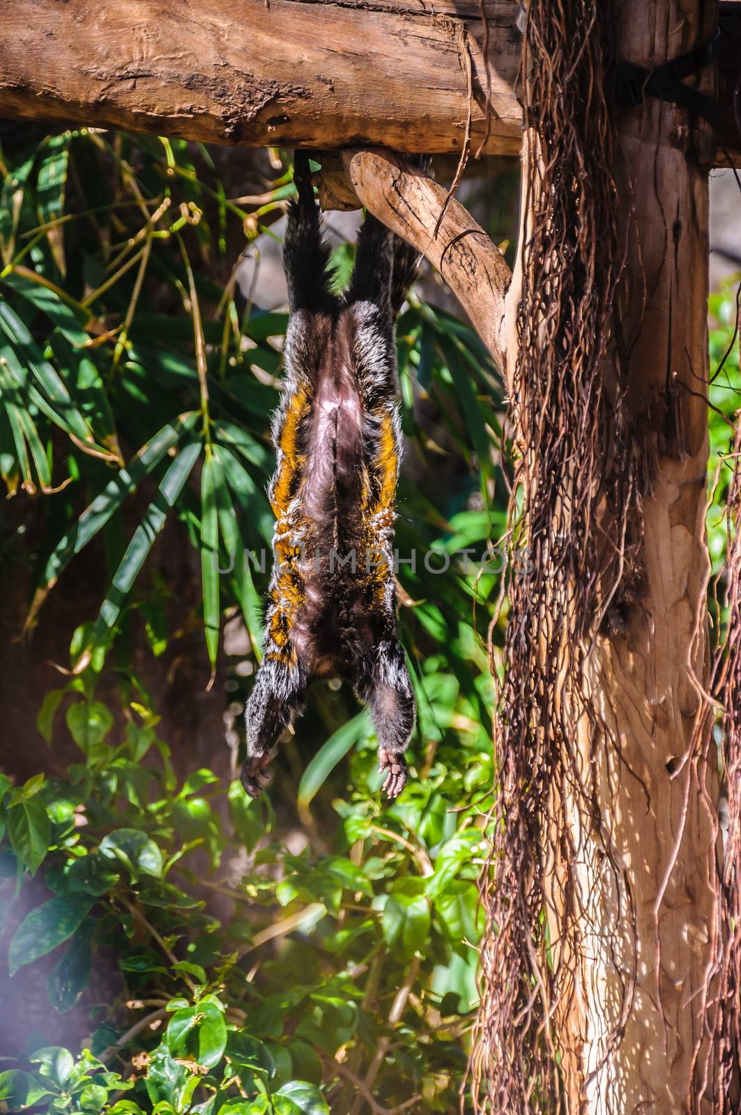 Titi, tamarin monkey in Loro Parque, Tenerife, Canary Islands