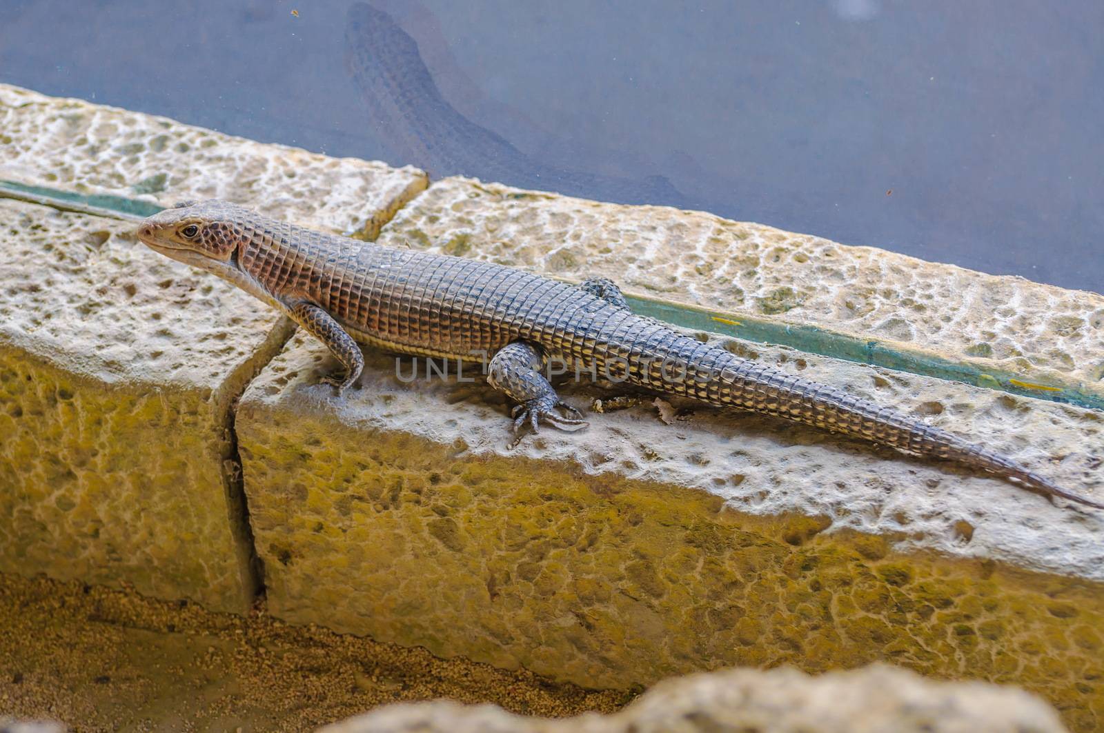 Plated lizzard in Loro Parque, Tenerife, Canary Islands. by Eagle2308