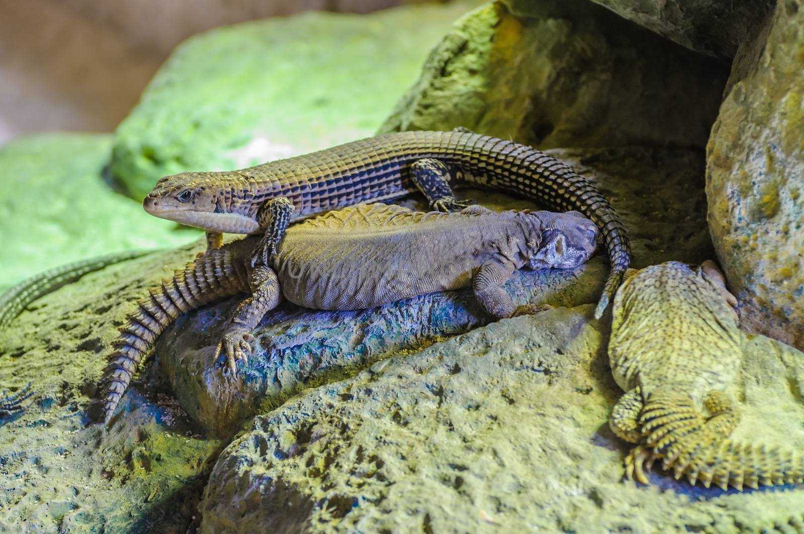 Plated lizzard in Loro Parque, Tenerife, Canary Islands. by Eagle2308