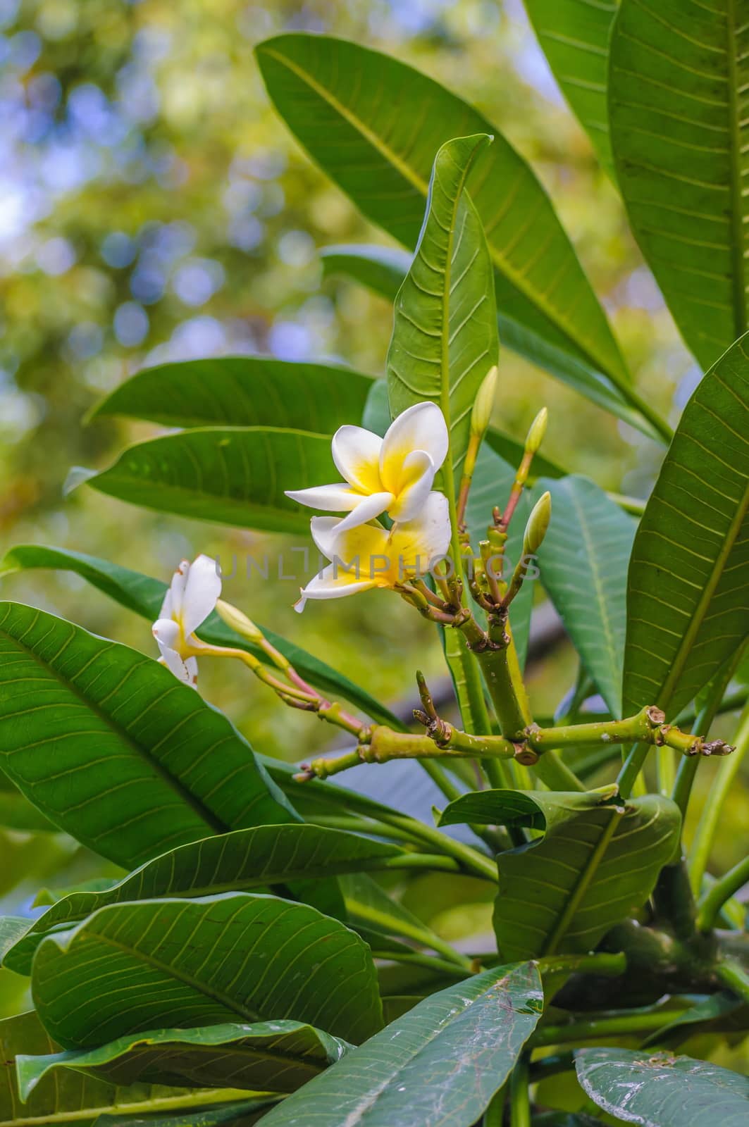 White and yellow plumeria frangipani flowers with leaves