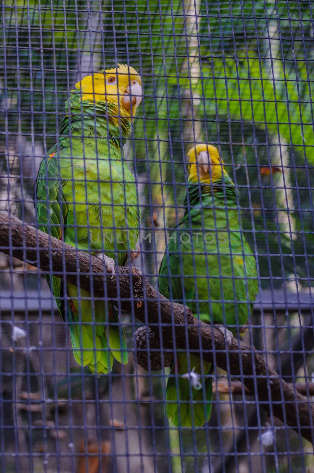 Yellow Crowned Green Amazon Parrot in Puerto de la Cruz, Santa Cruz de Tenerife,Tenerife, Canarian Islands.