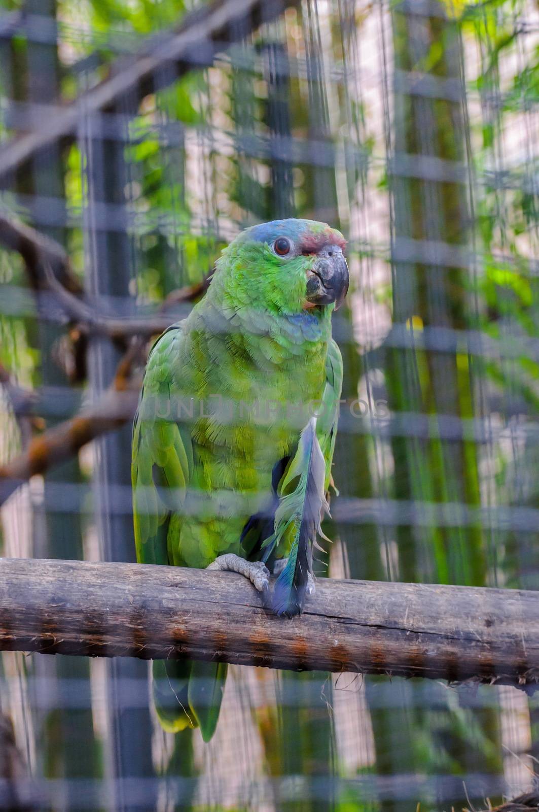 Green Amazon Parrot in Puerto de la Cruz, Santa Cruz de Tenerife,Tenerife, Canarian Islands.