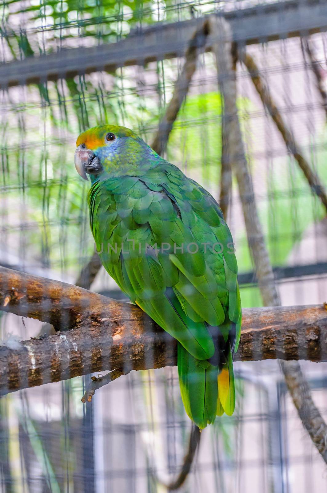 Green Amazon Parrot in Puerto de la Cruz,Tenerife by Eagle2308