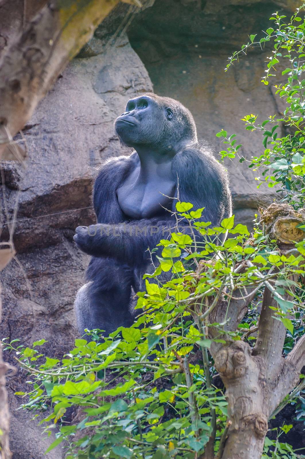 Portrait of a western lowland gorilla in Loro Parque, Tenerife,  by Eagle2308