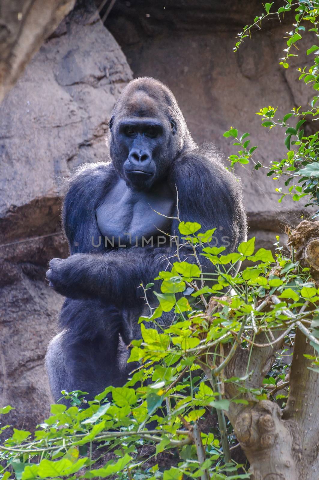 Portrait of a western lowland gorilla in Loro Parque, Tenerife, Canary Islands.