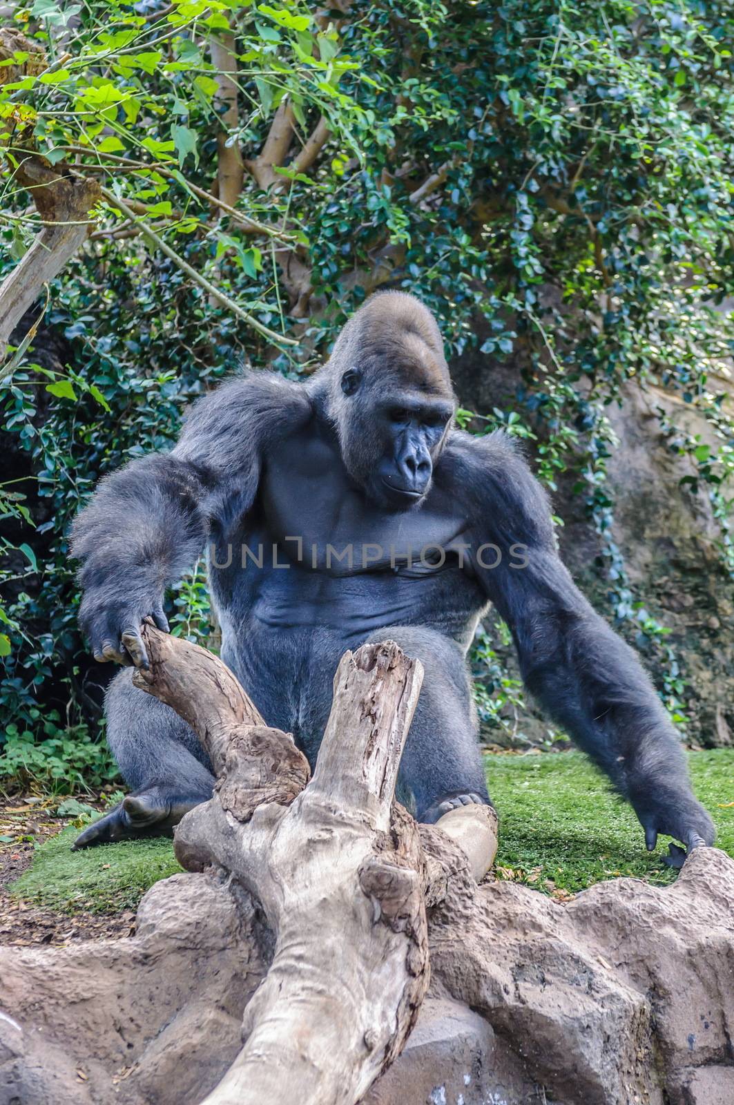 Portrait of a western lowland gorilla in Loro Parque, Tenerife, Canary Islands.