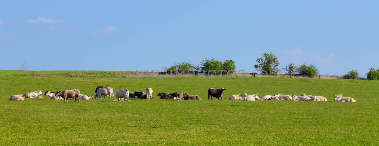 Herd of cows at spring green field by artush