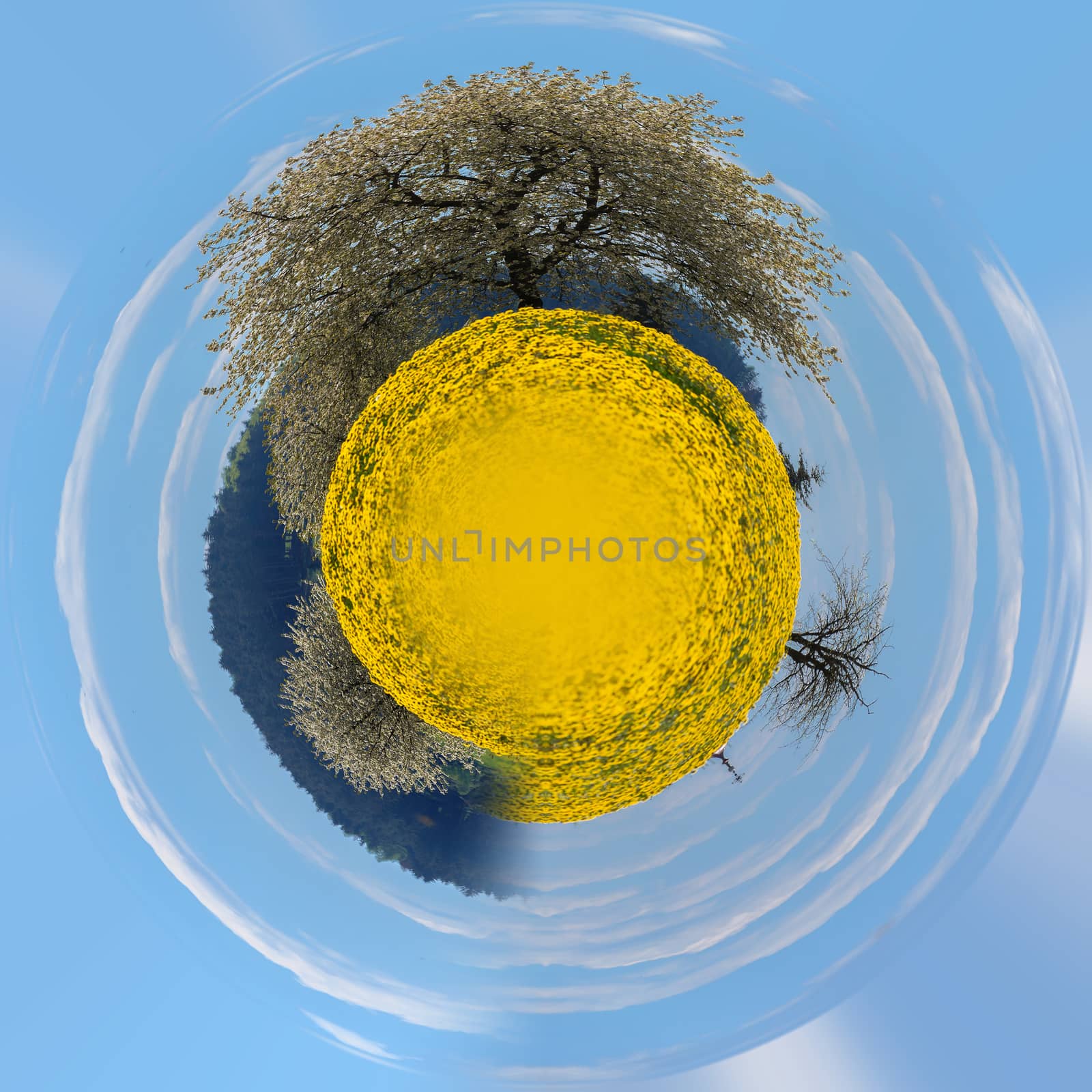 Field of spring flowers dandelions, Yellow dandelion with shallow focus in backgound flowering tree. Beautiful countryside. Beautiful Little planet ecology concept. Tiny green planet