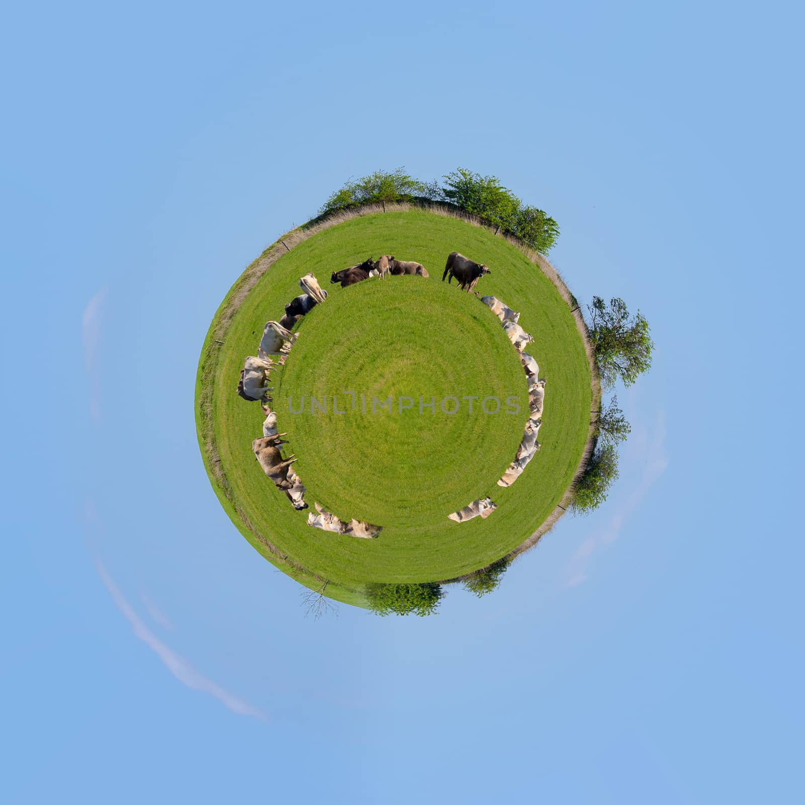 Herd of cows on green grass, rural scene, countryside tranquil landscape. Beautiful Little planet ecology concept. Tiny green planet