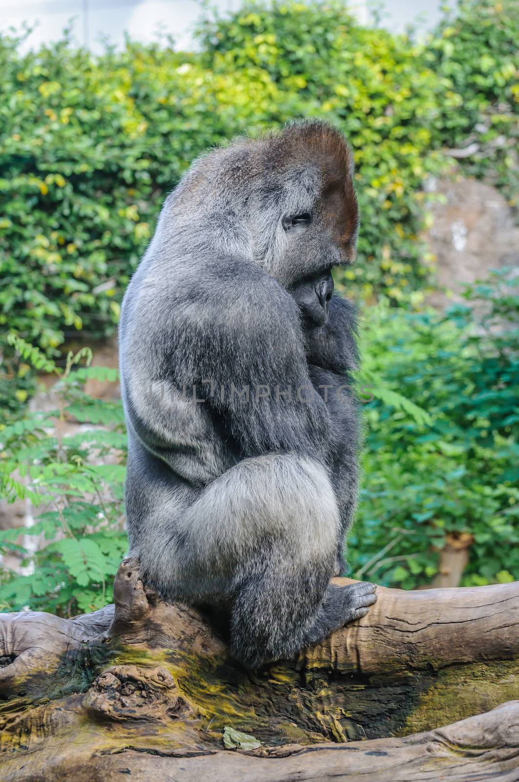 Portrait of a western lowland gorilla in Loro Parque, Tenerife,  by Eagle2308