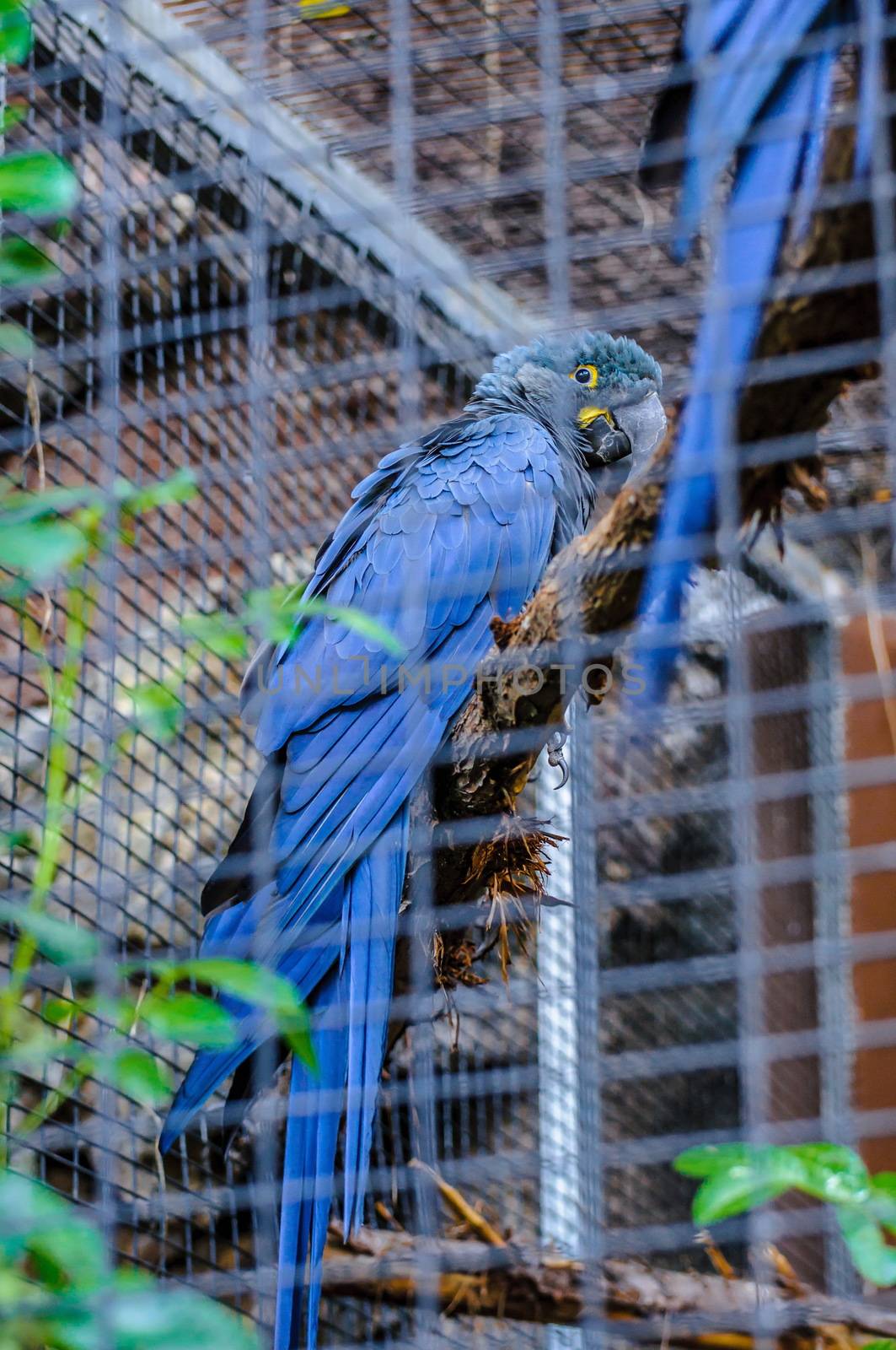 Blue macaw parrot sitting on a branch in Puerto de la Cruz, Santa Cruz de Tenerife,Tenerife, Canarian Islands.