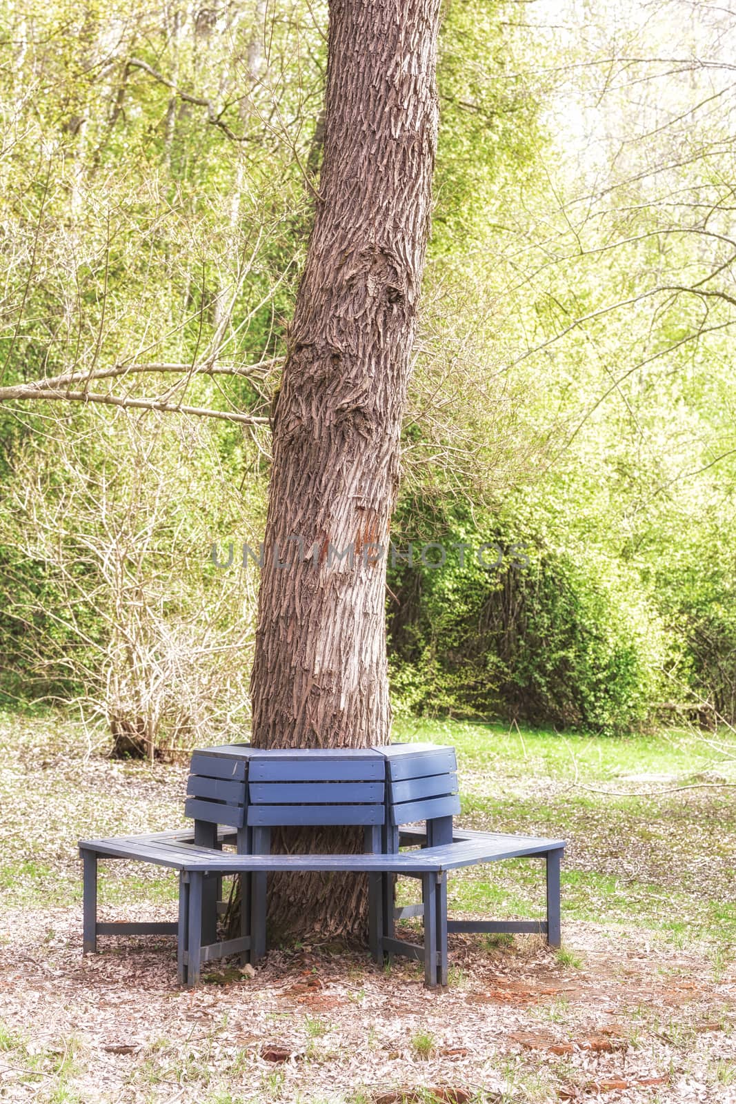 Bench around Oak tree Stem with vegetation behind.