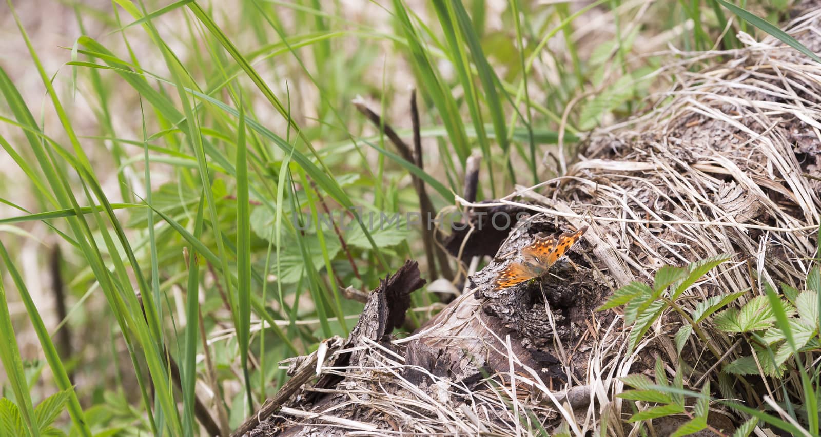 Orange Small Tortoiseshell Butterfly sitting on log.