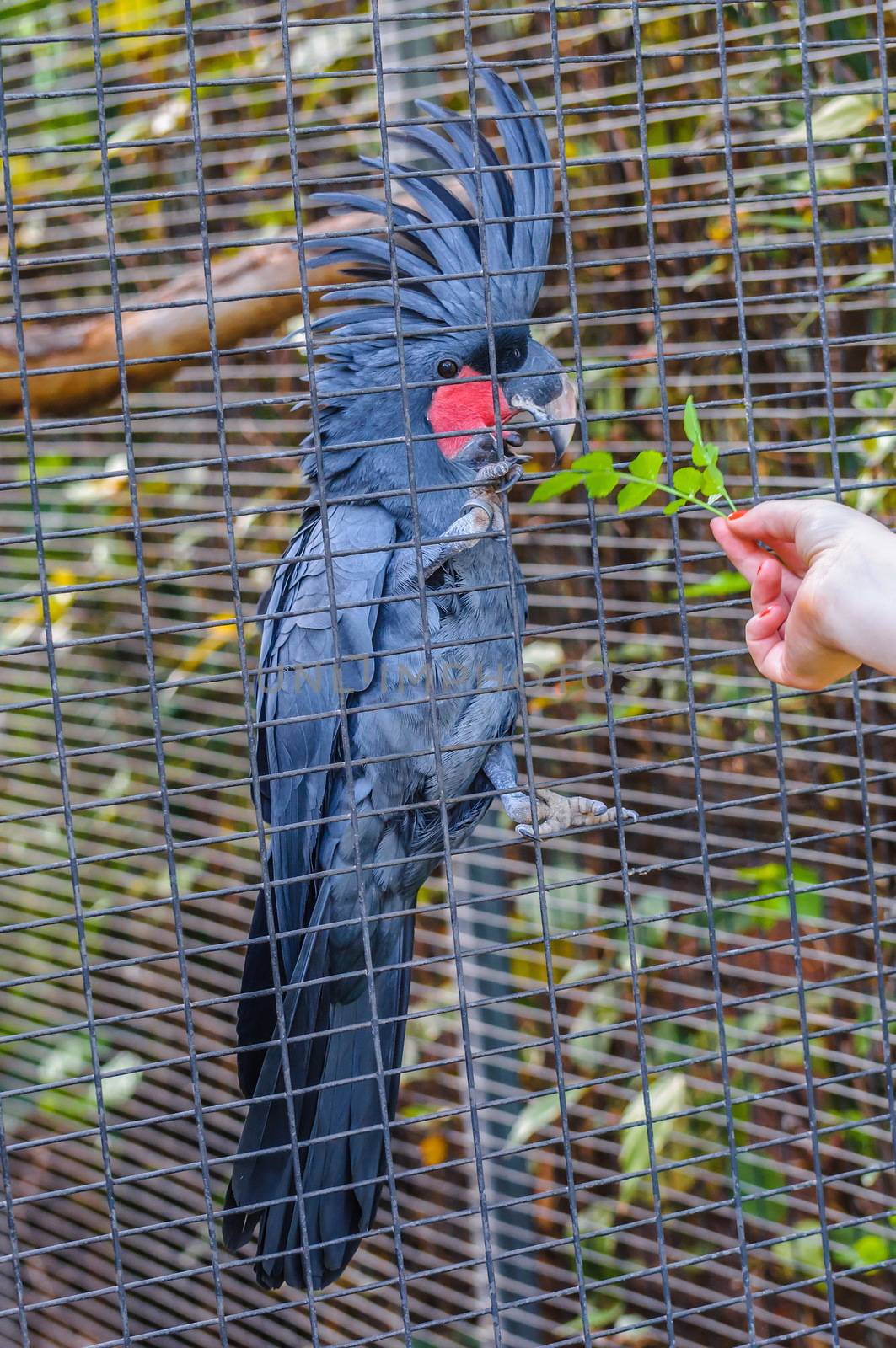 Great black cockatoo parrot sitting on a branch in Puerto de la Cruz, Santa Cruz de Tenerife,Tenerife, Canarian Islands.