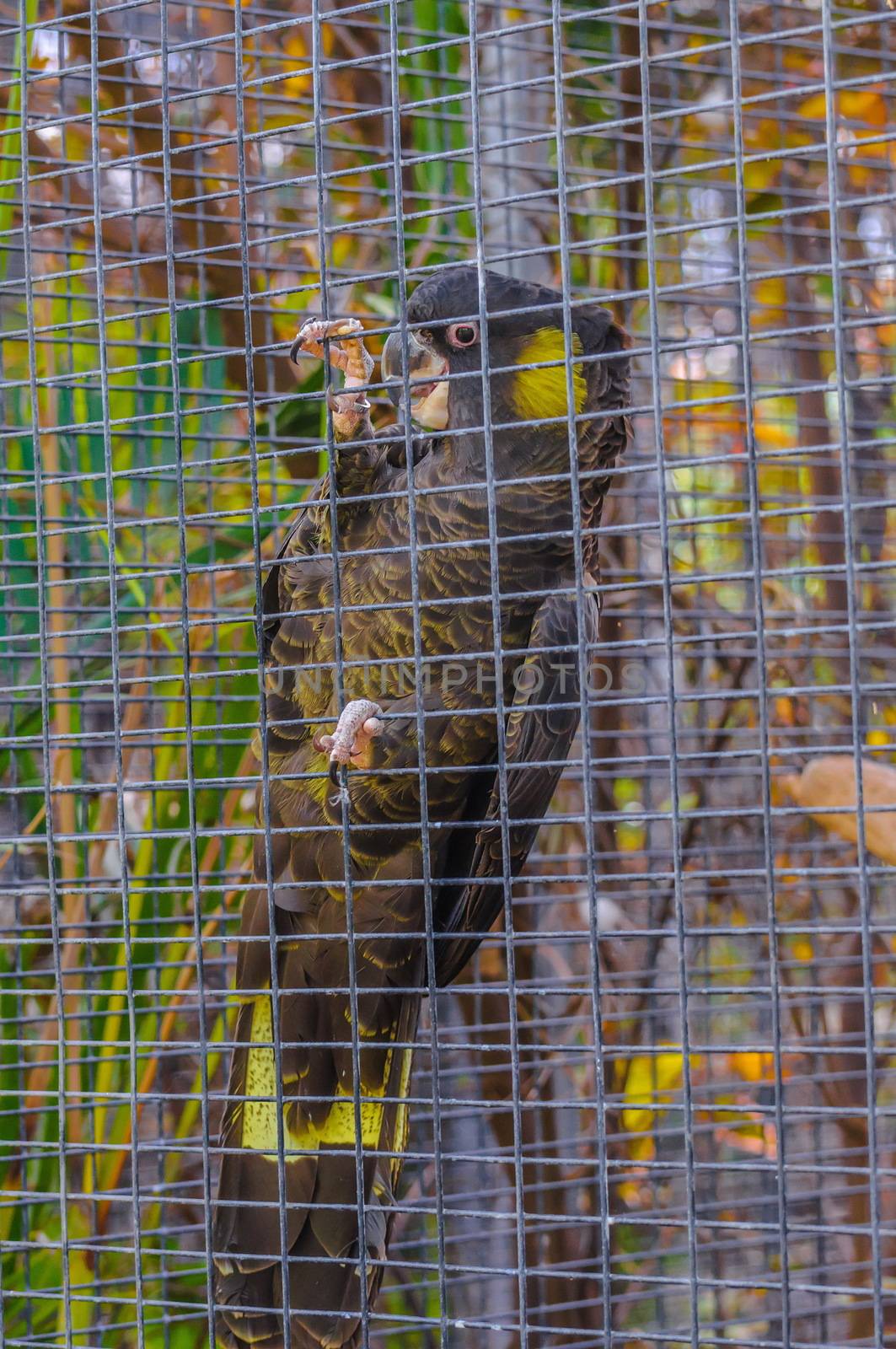 Yellow-tailed Black Cockatoo parrot sitting on a branch in Puert by Eagle2308