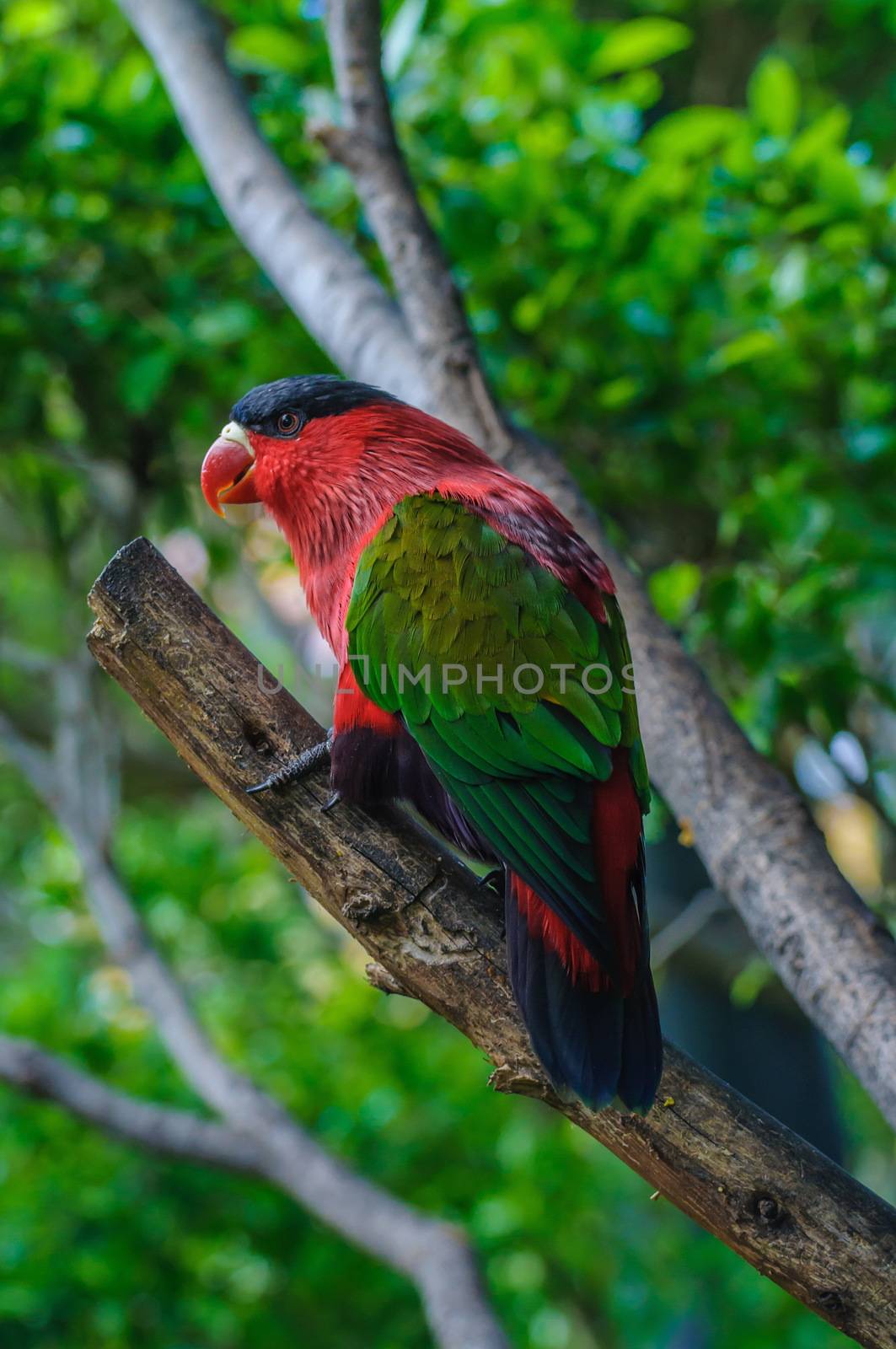 Red green bright parrot in Puerto de la Cruz, Santa Cruz de Tenerife,Tenerife, Canarian Islands.