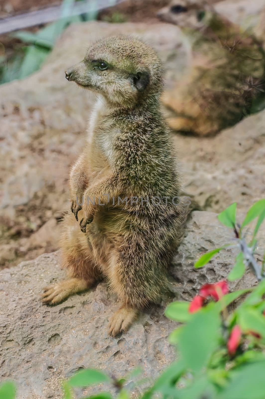 Suricate in Loro Parque, Tenerife, Canary Islands