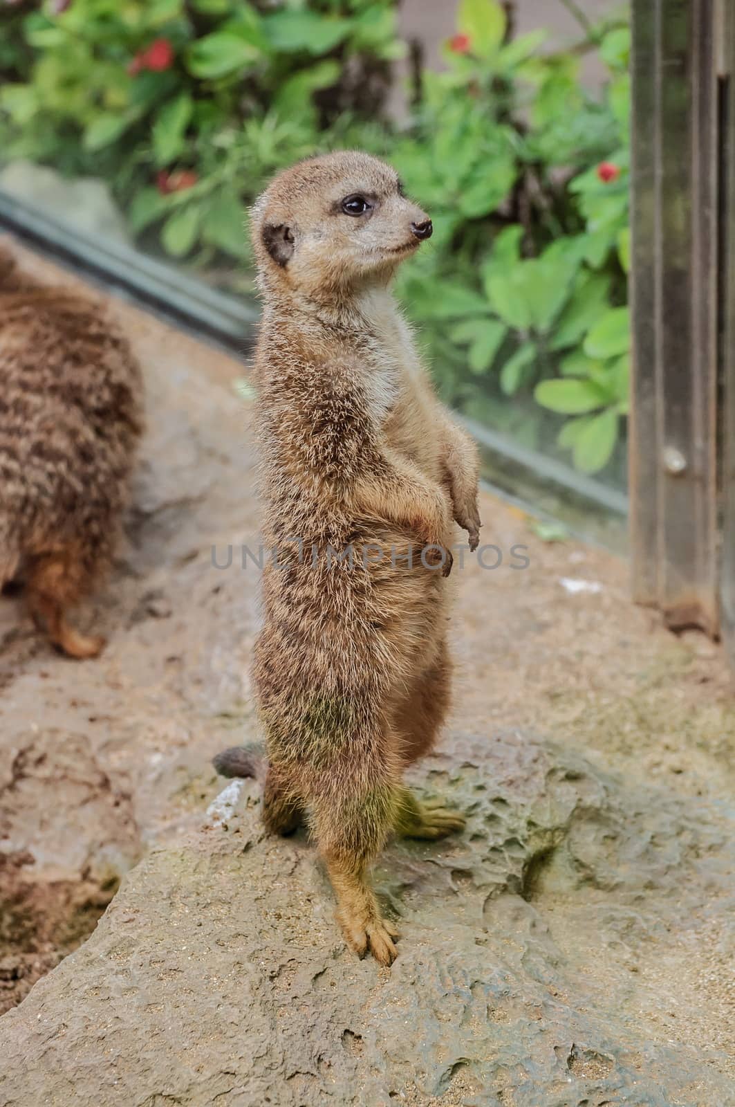 Suricate in Loro Parque, Tenerife, Canary Islands