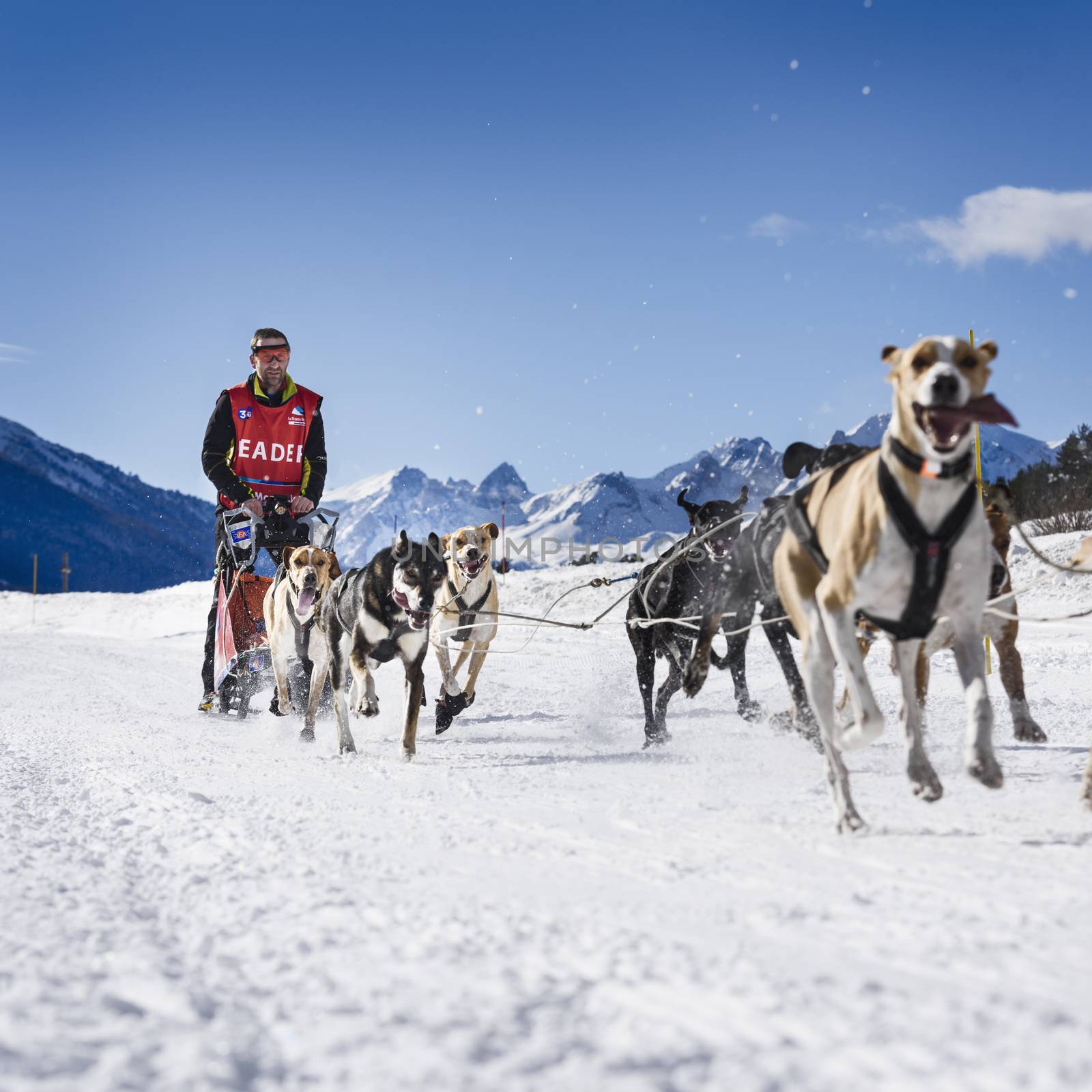 AUSSOIS SUR ARC, VANOISE, FRANCE - JANUARY 20 2016 - the GRANDE ODYSSEE the hardest mushers race in savoie Mont-Blanc, Remy COSTE, french musher, Vanoise, Alps