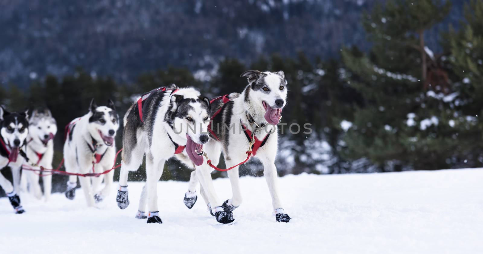 Sledge dogs in speed racing by ventdusud