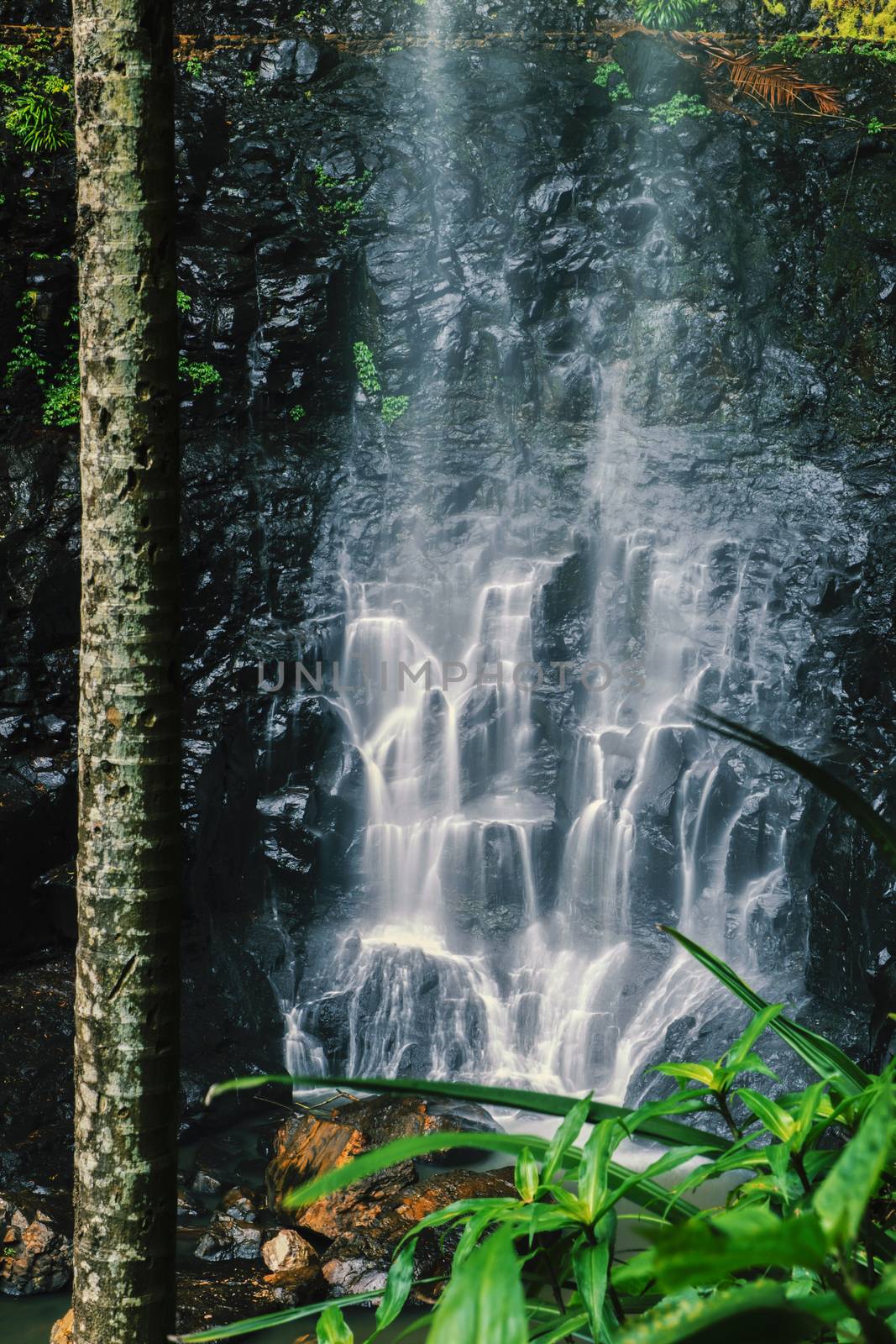 Purling brook Falls at Springbrook National Park in Queensland.