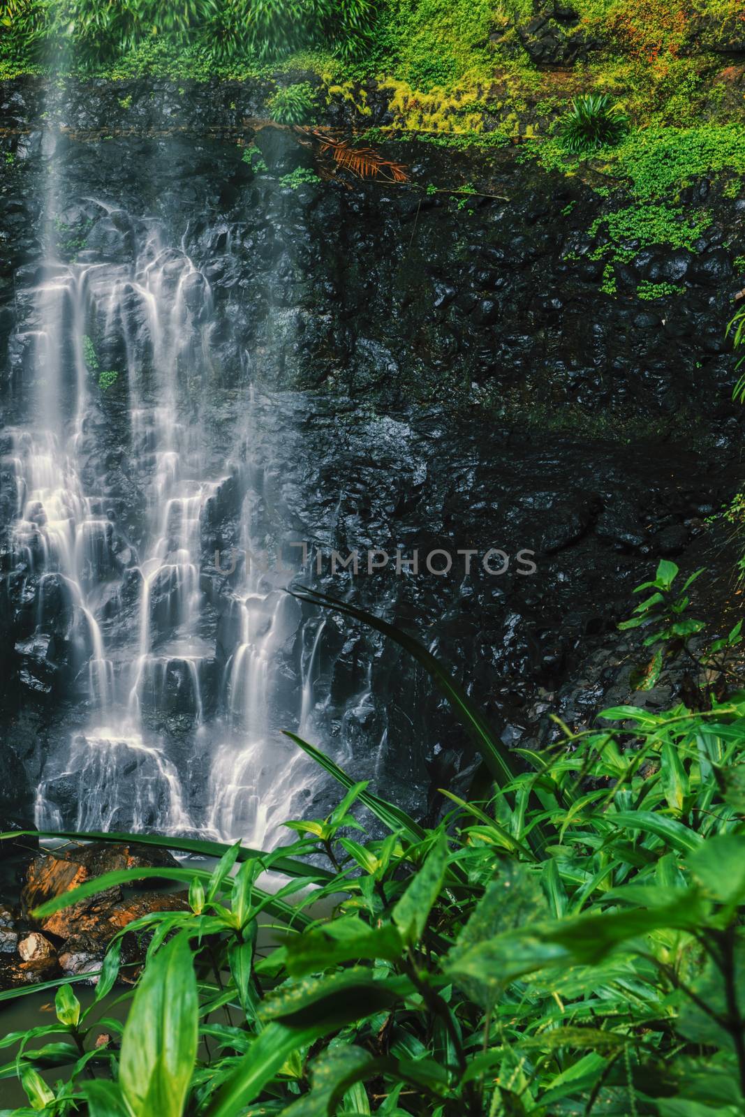 Purling brook Falls at Springbrook National Park in Queensland.