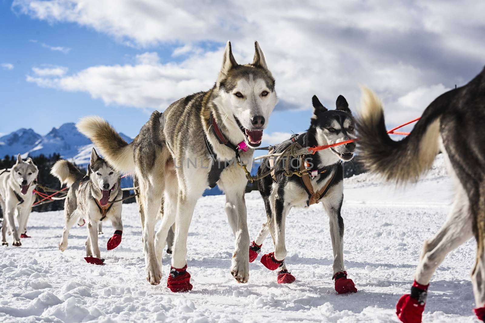 musher dogteam driver and Siberian husky at snow winter competition race in forest