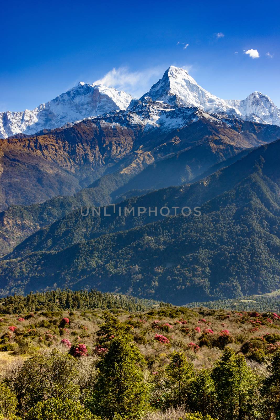 The Annapurna South, rhododendrons in bloom in the foreground, Nepal