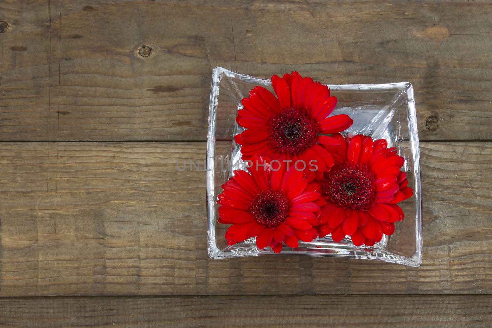 red gerbera flowers on wooden background by miradrozdowski
