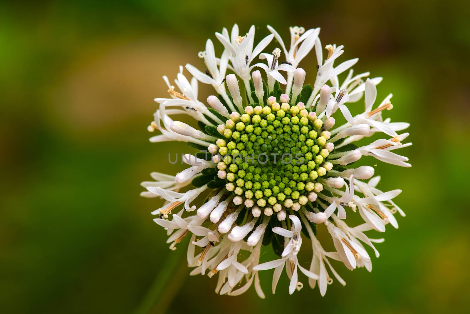 A white wild flowerin full blooom during spring