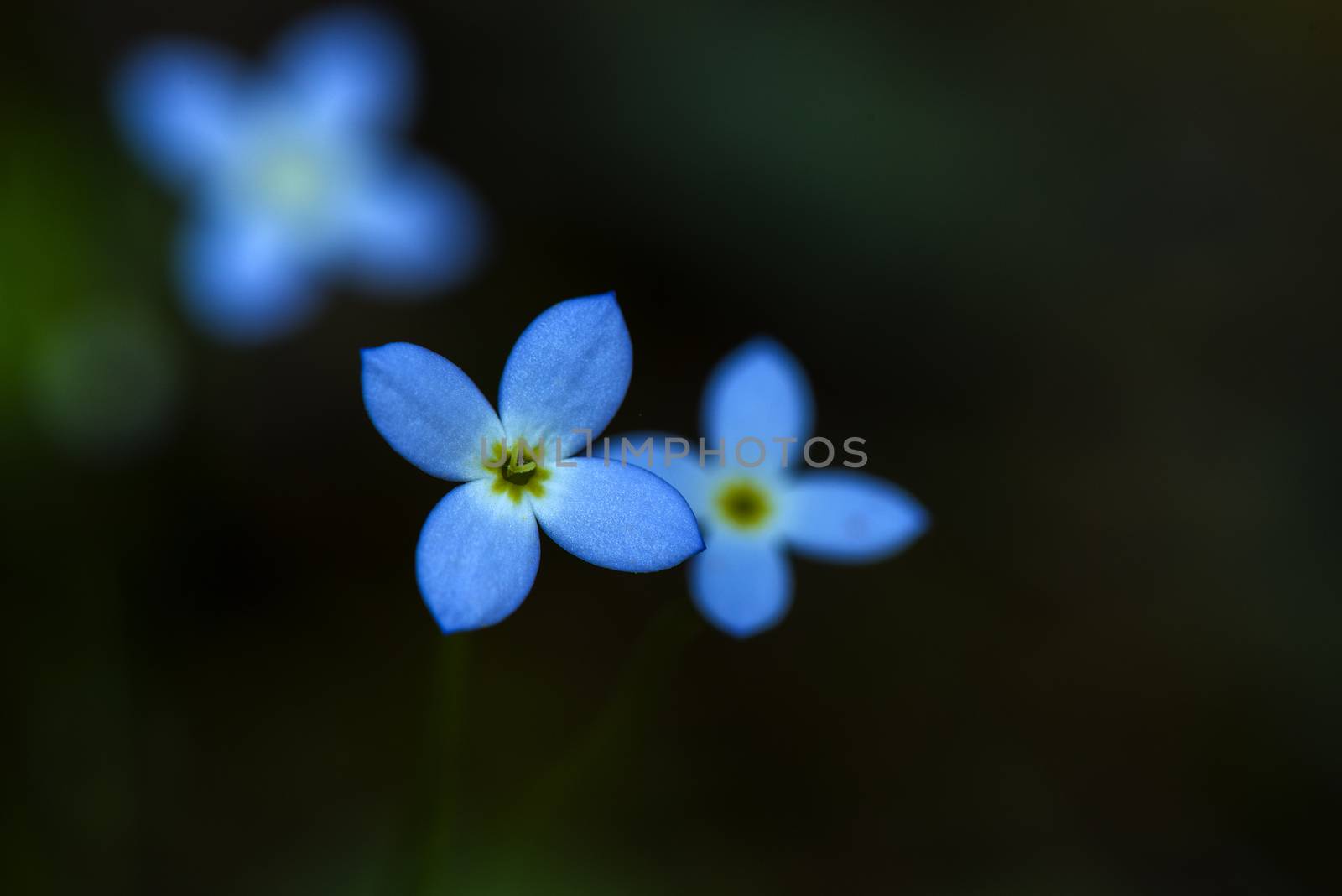 Close up photo of azure bluet wild flower