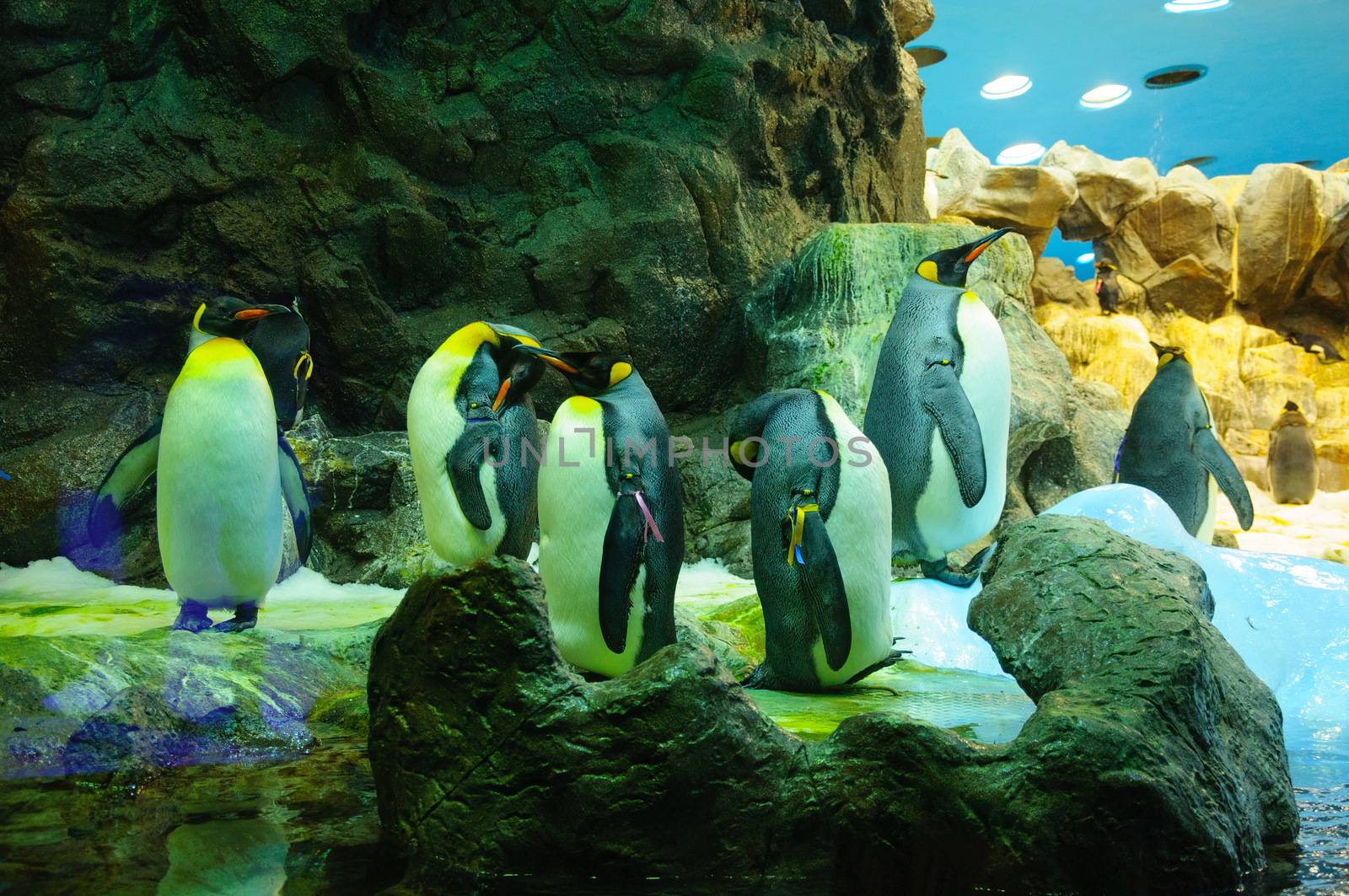 Big King penguins in Loro Parque, Tenerife, Canary Islands. by Eagle2308