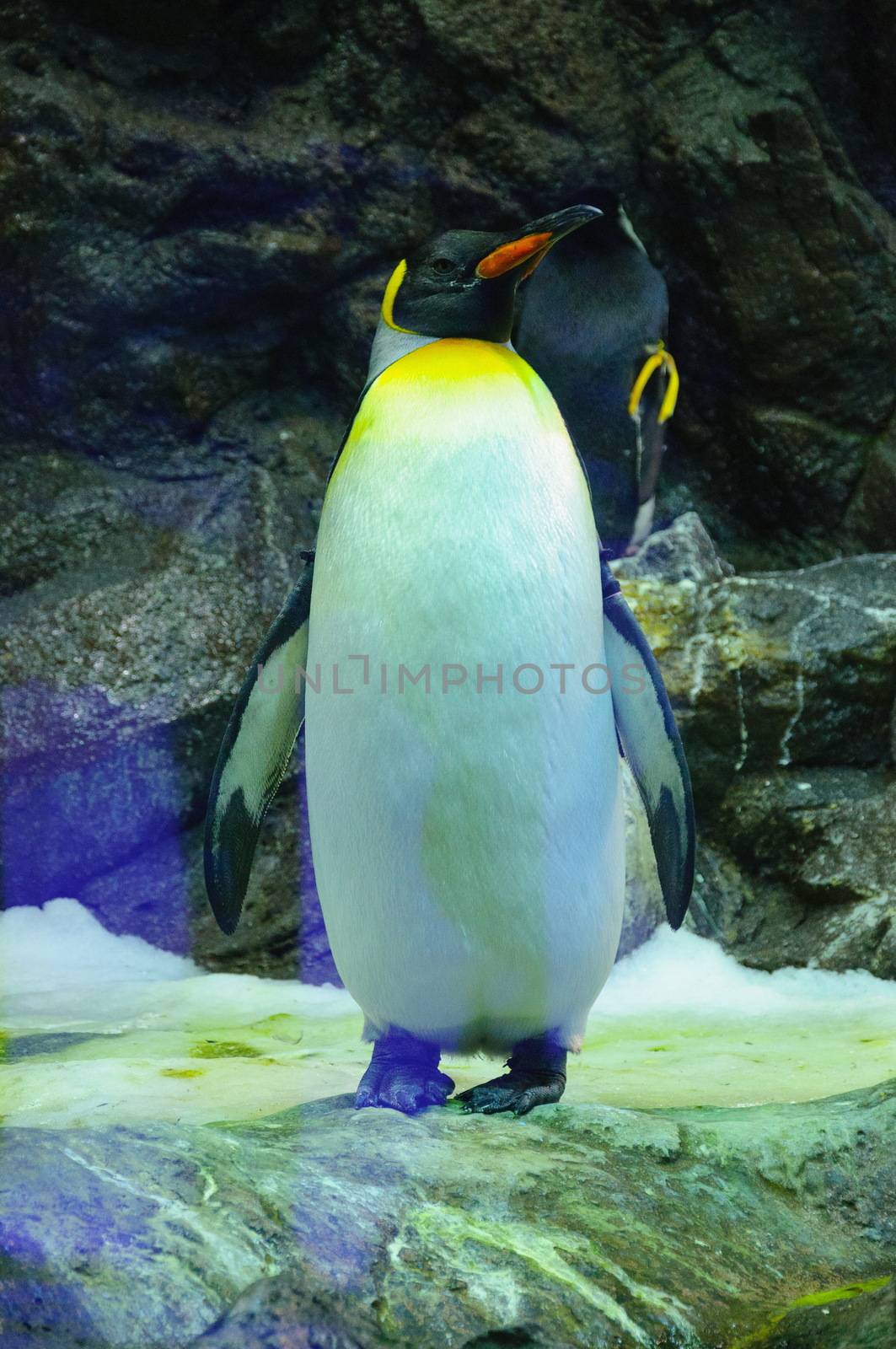 Big King penguin in Loro Parque, Tenerife, Canary Islands. by Eagle2308