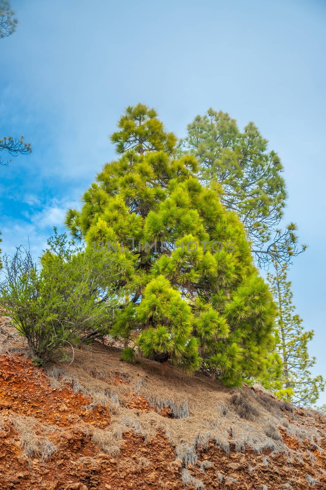 Canarian pine, pinus canariensis in the Corona Forestal Nature P by Eagle2308